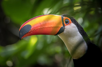 Majestic toucan, Beautiful bird, Nature's colors, backgrounds HD wallpaper
