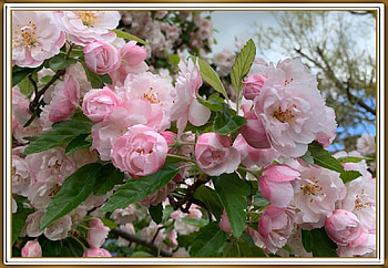 BEAUTIFUL BLOSSOMS, PRETTY, NATURE, FLOWERS HD wallpaper
