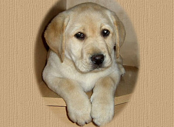 am i cute or what, puppy, toy box HD wallpaper