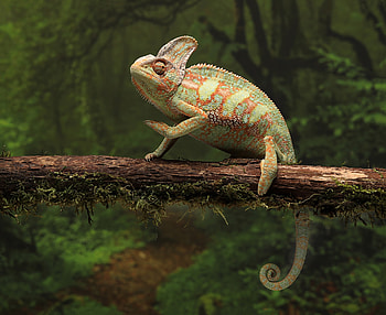 Animal, chameleon HD wallpaper