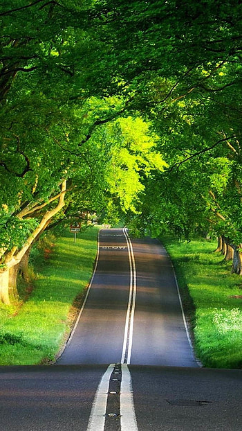 Greenry view, trees HD phone wallpaper