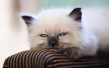 Kitten, animal, pisici, face, cute, pet, cat HD wallpaper