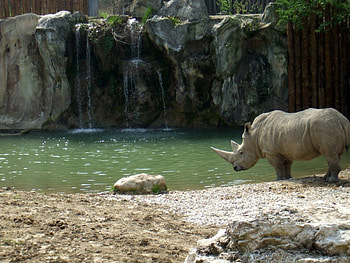 Animals, Water, Rivers, Stones, Sand, Waterfall, Rhinoceros HD wallpaper