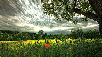 Landscape, Nature, Fields HD wallpaper