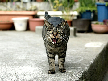 Animals, Cat, Muzzle, Striped, Scream, Cry HD wallpaper