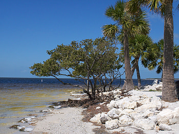 ~Sunset Beach~Tarpon Springs, Florida~, mangroves, sand, florida, beautiful, rocks, beach, nature, graph, palm trees, ocean HD wallpaper