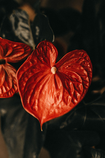 Flowers, Flower, Plant, Sheet, Leaf, Anthurium HD phone wallpaper