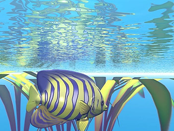 fish, swim, grass, water HD wallpaper