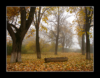 Autumn, leaves, trees, sesons, nature HD wallpaper
