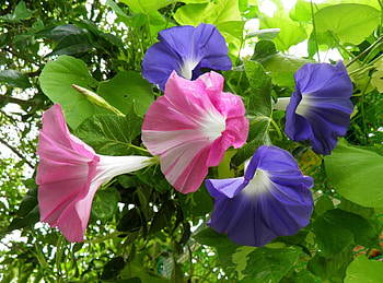 Flowers, Bindweed, Bright, Greens, Morning Glory, Ipme, Wonkie HD wallpaper