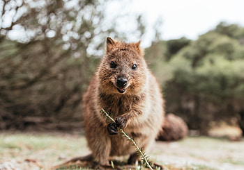 Quokka characteristics, Terra mater, Fascinating marsupial, Natural habitat HD wallpaper