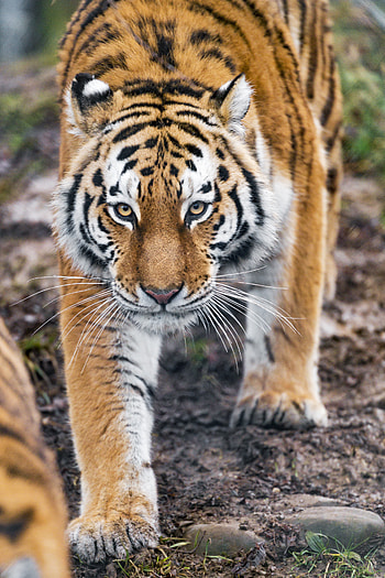 Animals, Predator, Big Cat, Sight, Opinion, Tiger, Animal HD phone wallpaper