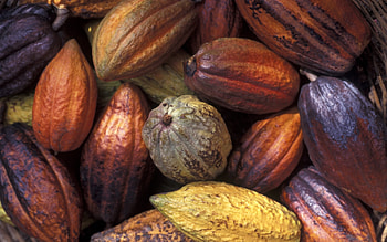 Cocoa bean , Chocolates, Cacao plant, Food graphy HD wallpaper