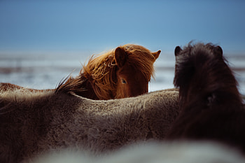 Horses, furs, animal, muzzle HD wallpaper