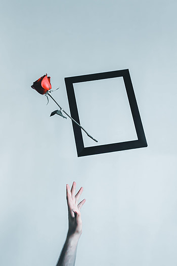 Flower, Hand, Rose Flower, Rose, Minimalism, Frame HD phone wallpaper