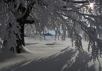snow fairy tale, frost, white, snow, cold, nature, tree HD wallpaper