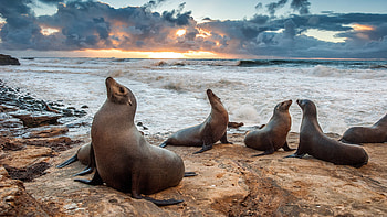 La Jolla, Sea Lions HD wallpaper