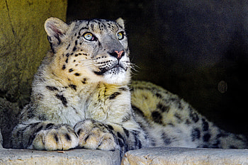 Animals, Snow Leopard, Rocks, Predator, Big Cat, Sight, Opinion HD wallpaper