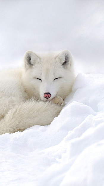 Sleeping Snow, Wildlife HD phone wallpaper