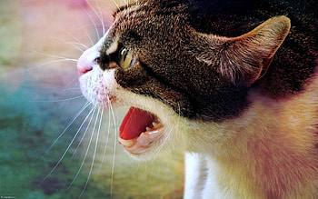 Animals, Cat, Aggression, Grin, Muzzle, Fright, Fear HD wallpaper