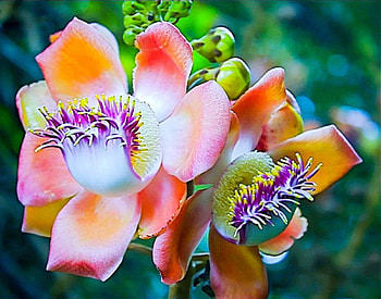Beautiful Orchid, orchid, nature, flowers, petals HD wallpaper