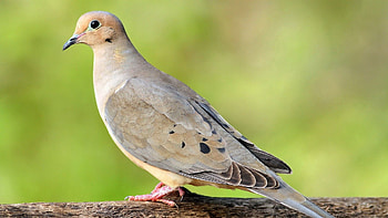Animals, Feather, Bird, Sit, Color, Dove HD wallpaper