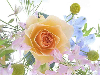Flowers a spring bouquet with a rose, the, one, for HD wallpaper
