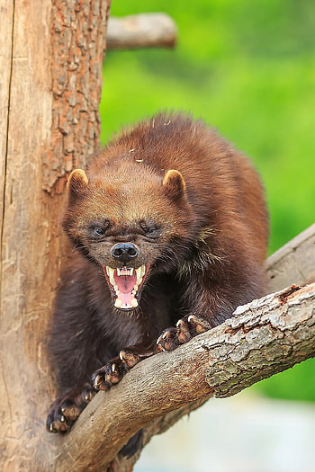 Wolverine facts, Animals of North America, Wolverines, Wolverine animal HD phone wallpaper