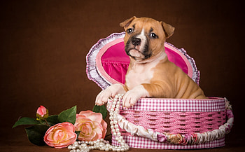 Cute puppy, animal, dog, basket, puppy, pink, beads, flower, pearls HD wallpaper
