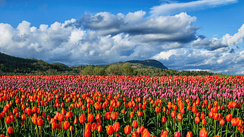 Colourful Tulip Fields In Fraser Valley, tulip, field, flowers, nature HD wallpaper