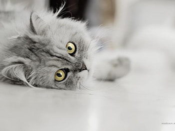 Animals, Cats HD wallpaper
