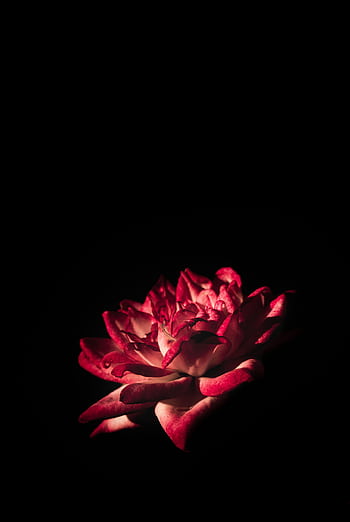 A red rose flower illuminated beautifully against a dramatic dark backdrop. HD phone wallpaper