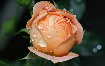 Wet Rose, flowers, roses HD wallpaper