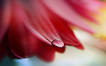 Flower, Macro, Petals, Wet, Drop, Humid HD wallpaper