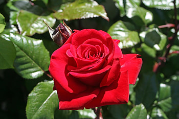 ROSE, PETALS, LEAVES, COLORS, STEMS HD wallpaper