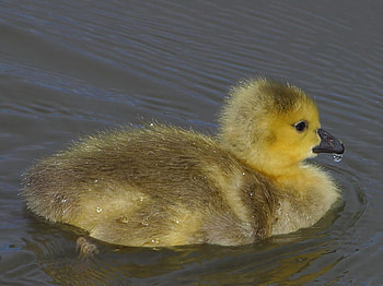 LITTLE YELLOW GOOSE SWIMMING, swimming, cute, goose, little HD wallpaper