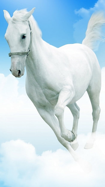 Animal, horse HD phone wallpaper