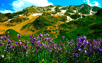 MOUNTAIN GLORY, landscape, Flowers, Alps, Mountains HD wallpaper