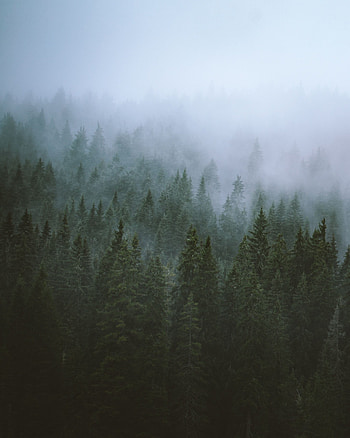 Nature, Trees, Top, Forest, Fog, Tops HD phone wallpaper