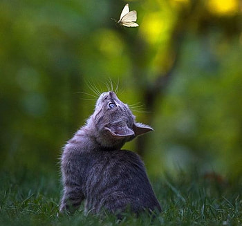 cool dream, butterflies, graphy, animals, cats, beautiful, nature HD wallpaper