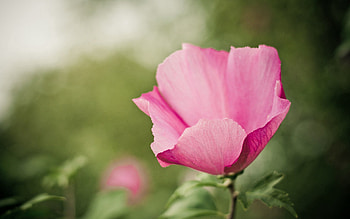 Pink, Flower, Macro, Petals, Tenderness HD wallpaper