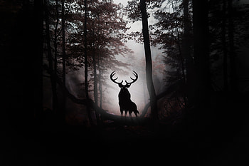 Deer Fantasy Artwork , deer, forest, animals, artist, digital-art HD wallpaper