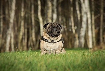 Pug, dog, animal, outdoor HD wallpaper