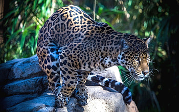 Animals, Jaguar, Predator, Big Cat HD wallpaper