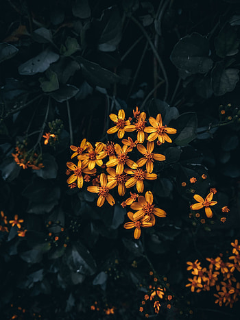 Black flower, petal, tints and shades HD phone wallpaper