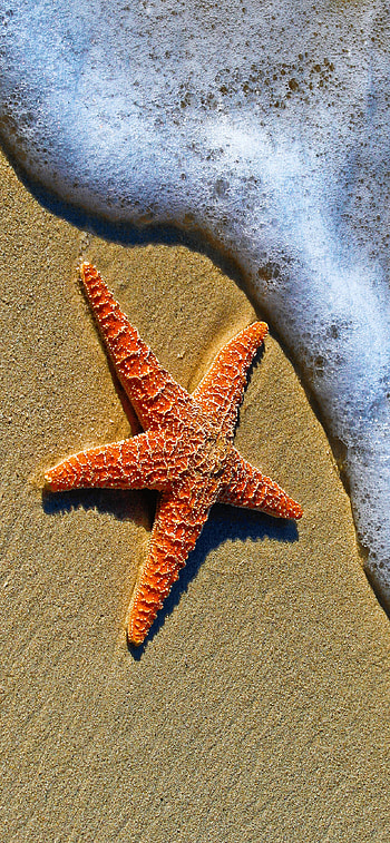 Starfish , 11 pro max HD phone wallpaper