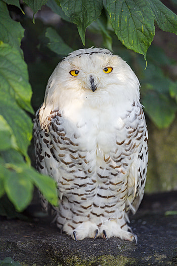 Animals, Owl, Bird, White Owl HD phone wallpaper