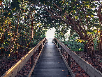 A serene wooden boardwalk leading to a beach, enveloped by lush green foliage and sunlight. HD wallpaper