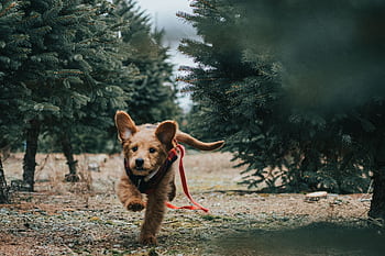 Cute Goldendoodle puppy joyfully running in an evergreen forest setting. HD wallpaper