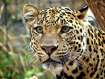 Leopard, fur, cat, wild HD wallpaper
